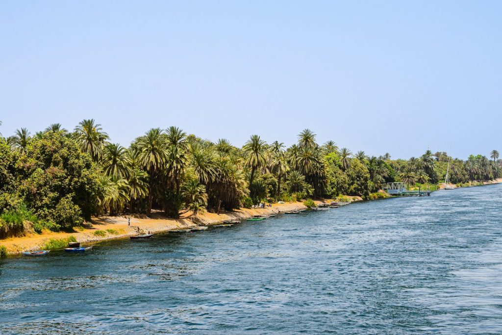 palm trees line the shoreline of a river