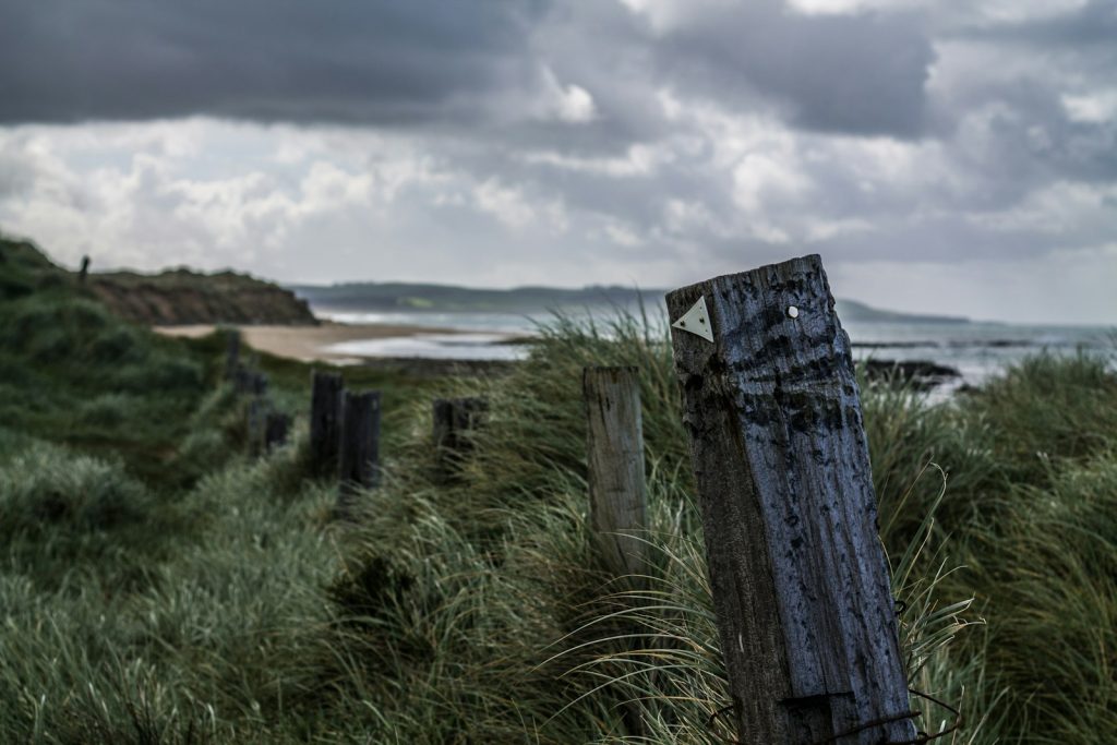 green grass field near body of water