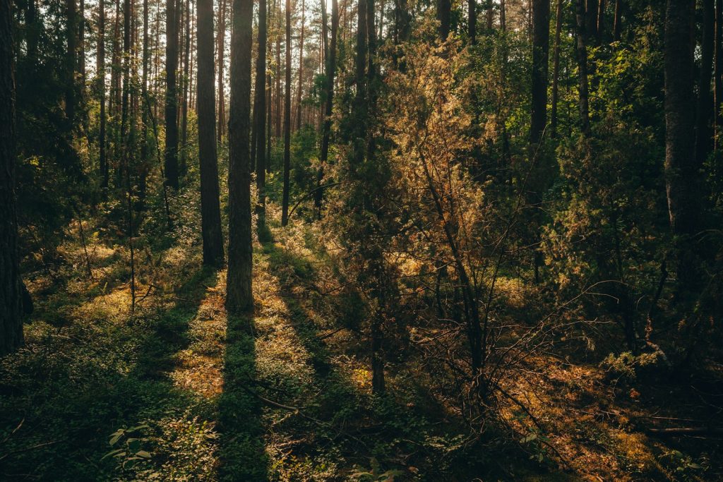 the sun is shining through the trees in the woods