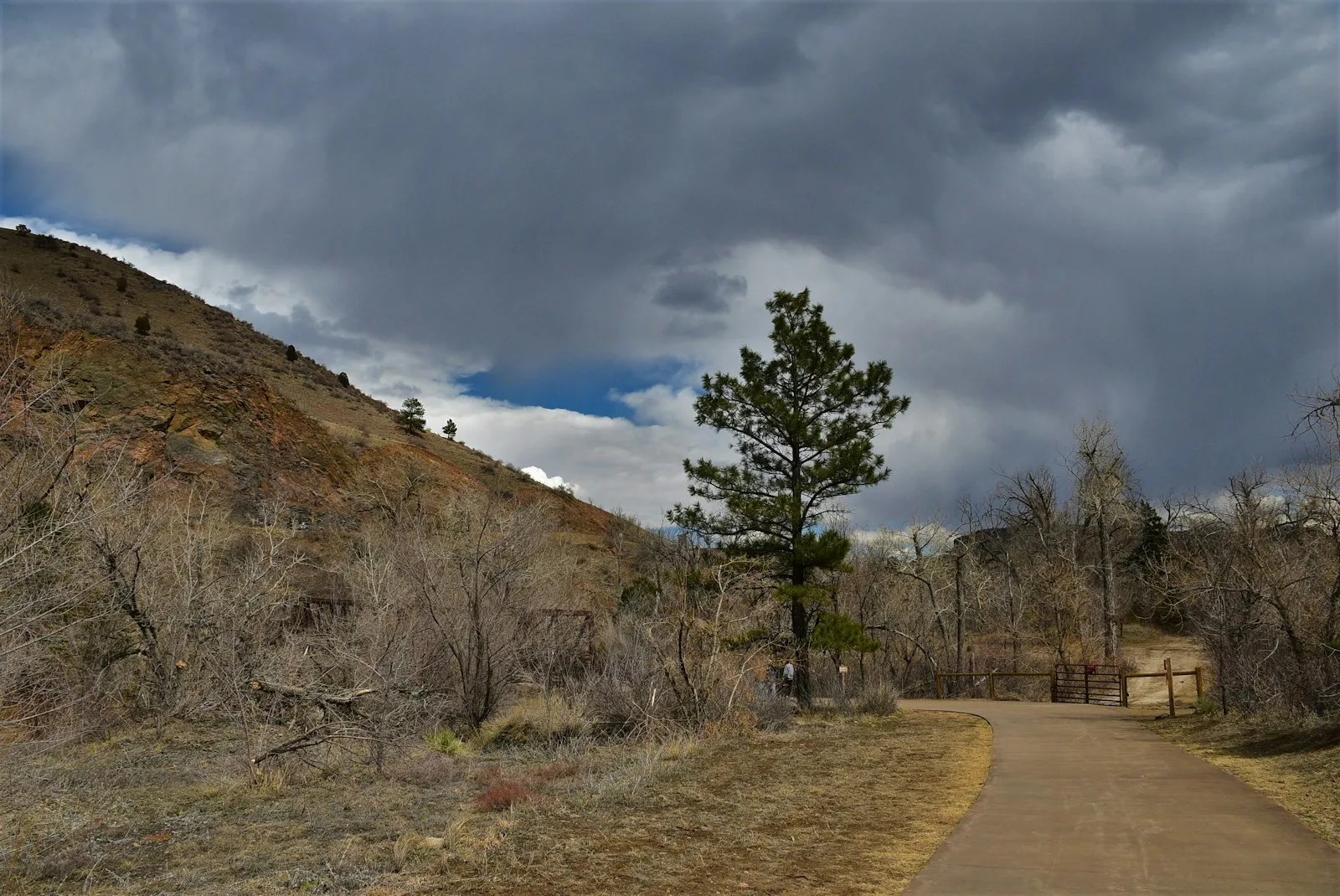 Photo by Gennady Zakharin a dirt road with a tree on the side of it